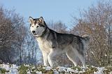 ALASKAN MALAMUTE 068